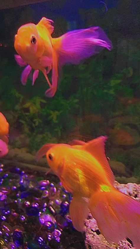 Pez, astethic, morado, tumblr Fish Aesthetic, Parrot Fish, Rainbow Aesthetic, Angel Fish, Aesthetic Photos, Sea Animals, Goldfish, Aesthetic Photo, Sea Life