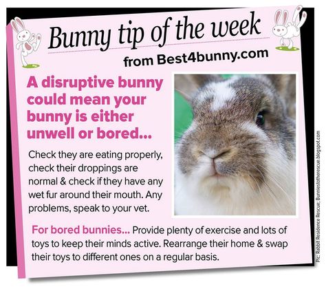 Bunny Tips, Rabbit Facts, Rabbit Information, Mini Lop Bunnies, Lionhead Bunny, Rabbit Stuff, Pet Rabbit Care, Bunny Hutch, Raising Rabbits