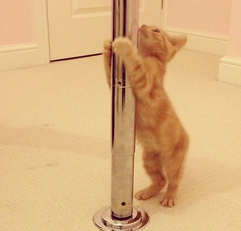 Pole dance Cat Pole Dancing, Animal Pole Dancing, Pole Dance Fotos, Playlist Covers Photos, Playlist Covers, Pole Dance, Silly Cats, Pole Dancing, White Cat