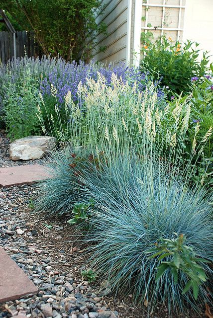 Blue Fescue - full sun to part shade (for living room side of front porch) Jardim Diy, Drought Tolerant Garden, Path Ideas, Drought Tolerant Landscape, Desain Lanskap, Gravel Garden, Coastal Gardens, Grasses Garden, Garden Shrubs