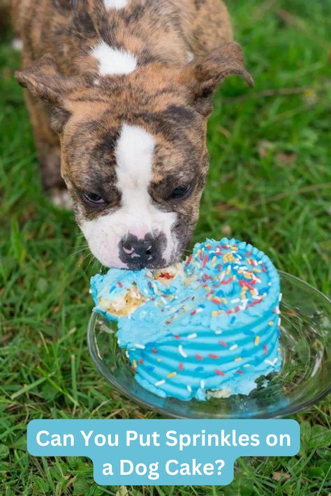 Dog Friendly Sprinkles, Dog Safe Sprinkles, Homemade Dog Cake, Toxic For Dogs, Dog Cupcakes, S Cake, Dog Birthday Cake, Dog Cakes, A Birthday Cake