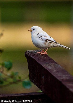 Bird experts are stunned after very rare WHITE sparrow is spotted | Daily Mail Online St Austell Cornwall, White Sparrow, Pennies From Heaven, Lost Garden, White Birds, White Angel, Farm Heroes, White Bird, Kawaii Drawings