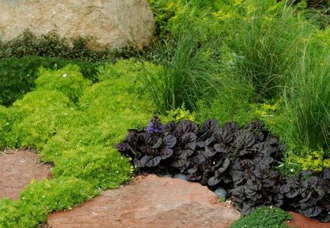 Lemon Coral Sedum, Lemon Ball, Irrigation System Design, Commercial Farming, Drought Tolerant Perennials, Drought Tolerant Landscape, Outdoor Backyard, The Porch, Real Plants