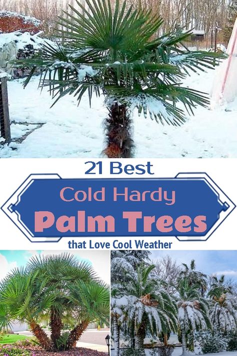 Tropical Landscaping Cold Climate, Cold Weather Palm Trees, Pool Landscaping Palm Trees, Cold Hardy Tropical Landscaping, Cold Weather Landscaping Ideas, Palm Trees In Backyard, Pool Trees Landscaping, Palm Tree Landscape Ideas Backyards, Tropical Yard Ideas