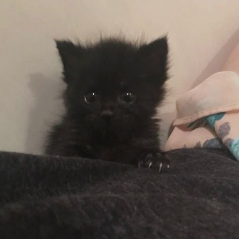 Baby Black Cat, Cute Black Kitten, Silly Cats Pictures, Cute Cats Photos, Black Kitten, Baby Kittens, Cat Aesthetic, Cute Cats And Kittens