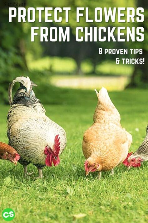 Protect Garden From Chickens, Keep Chickens Out Of Flower Beds, How To Keep Chickens Out Of Flower Beds, Keep Chickens Out Of Garden, Plants Chickens Like To Eat, Plants Chickens Wont Eat, Plants Chickens Wont Destroy, Flowers Chickens Wont Eat, How To Keep Chickens From Eating Their Eggs