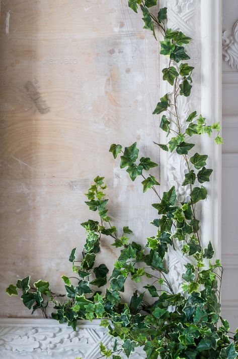 Trailing Plants Indoor, English Ivy Indoor, Indoor Ivy, Ivy Plant Indoor, English Ivy Plant, It Photos, Gypsum Wall, English Ivy, Ivy Plants