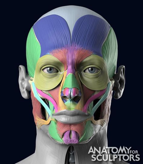 ArtStation - 3D Model Facial Muscles, Anatomy For Sculptors Face Muscles Anatomy, Facial Muscles Anatomy, Anatomy For Sculptors, Muscles Anatomy, Head Muscles, Muscles Of The Face, Skull Anatomy, Head Anatomy, Facial Anatomy