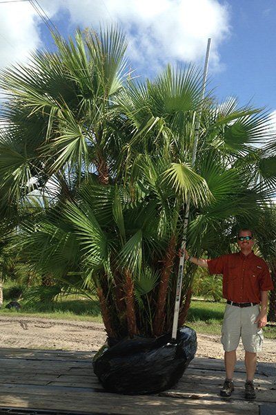 Paurotis Palm, Courtyard Landscaping, Date Palm, Everglades Florida, Palm Fronds, Our Environment, Dry Leaf, Orange Fruit, Water Features