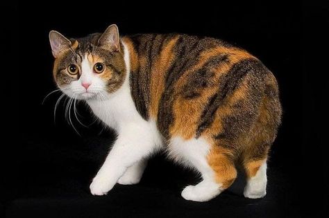 Manx Kittens, Popular Cat Breeds, Manx Cat, Mean Cat, Kitten For Sale, Cat Pose, Cats For Sale, Manx, Calico Cat