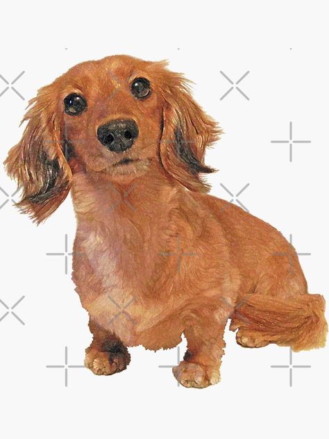 "Cute Long Haired Dachshund Painting" Sticker by SmartPooch | Redbubble Long Haired Dachshund Drawing, Cute Dachshund Drawings, Dachshund Sketch, Blonde Dachshund, Dachshund Drawing, Dachshund Painting, Dachshund Cartoon, Dachshund Illustration, Dog Xmas