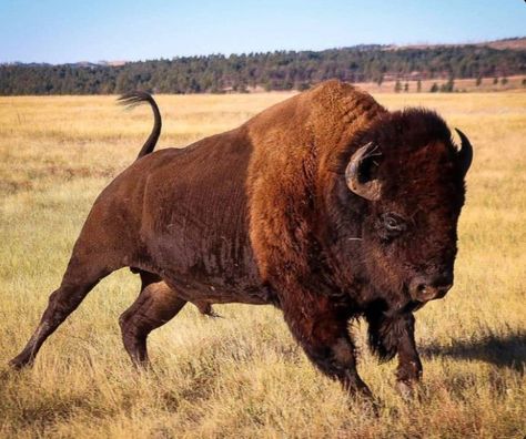 Buffalo Pictures, Bison Photo, Buffalo Animal, Bison Art, Buffalo Art, Native American Artwork, American Bison, Photoshop Painting, Arte Animal