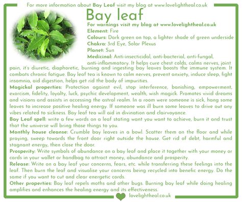 Bay Leaf Image Bay Leaf Witchcraft Uses, Magical Properties Of Bay Leaves, Bay Leaf Spiritual Meaning, Bay Leaf Magical Properties, Bay Leaves Magical Properties, Magical Properties Of Vanilla, Bay Leaf Properties, Bay Leaves Witchcraft, Bay Leaf Magic