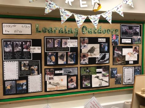 Making Bird Feeders, Information Bulletin Boards, Curiosity Approach, Working Wall, Bulletin Board Design, Painting Birds, Aesthetic Bedroom Ideas, School Murals, School Displays