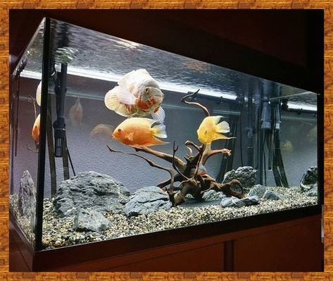 Aquarium Setup Ideas, Aquarium Design Ideas, Cichlid Aquarium, Fish Aquarium Decorations, Oscar Fish, Fish Tank Terrarium, Goldfish Tank, Fish Tank Design, Aquarium Terrarium