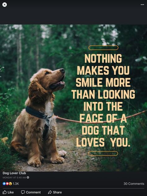 Dog Quotes Love, What Cat, Love My Dog, Dog Rules, Smile More, Dog Sitting, Animal Quotes, Dog Quotes, You Smile