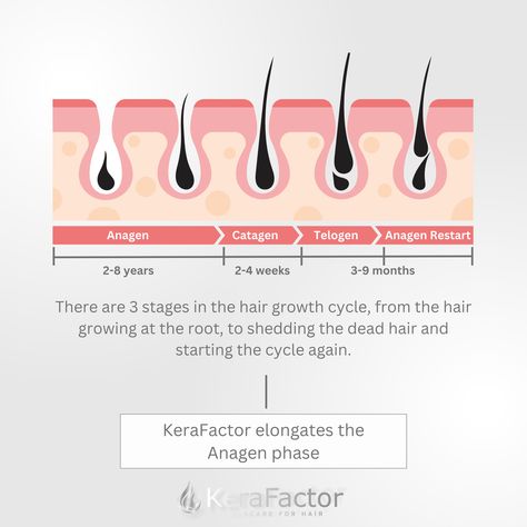 Unlock the secret to longer, stronger hair with KeraFactor! 🌱 Did you know there are 3 stages in the hair growth cycle? From root growth to shedding and restarting the cycle, KeraFactor extends the Anagen phase, promoting healthier, more resilient locks. Embrace every stage of your hair journey with confidence! 💪✨ #HairGrowthCycle #KeraFactor #StrongHair  https://shop.mykerafactor.com Hair Science, Hair Growth Cycle, Stronger Hair, Root Growth, Hair Life, Skincare Tips, Strong Hair, Life Cycle, Hair Journey