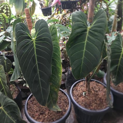 Black Gold Philodendron, Philodendron Types, Climbing Philodendron, Indoor Garden Rooms, Philodendron Melanochrysum, Alocasia Plant, Philodendron Plant, Plant Wishlist, Green Tips