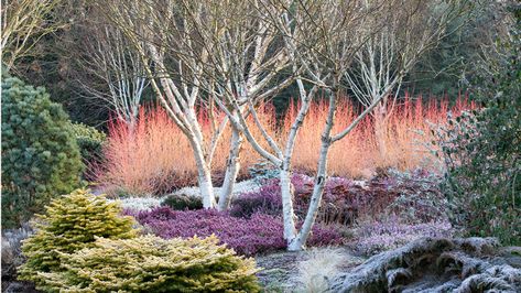 Texture Keeps the Winter Garden Interesting (Zone: 3 – 7) Growing Winter Vegetables, Winter Vegetables Gardening, Winter Gardening, Gardening Zones, Winter Plants, Have Inspiration, Garden Photography, Modern Landscaping, Trees And Shrubs