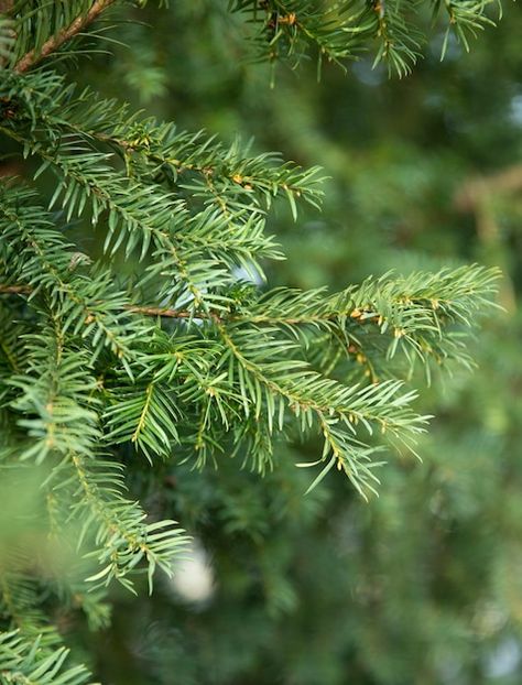 Green branches of the christmas tree pin... | Premium Photo #Freepik #photo #pine-needles #spruce #fir-tree #fir Pine Tree Leaves, Christmas Invite, Nature Macro, Fir Christmas Tree, Fir Tree, Christmas Invitations, Pine Needles, Tree Leaves, Pine Tree