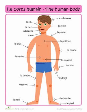 le corps : drawing of the body with French labels (no English translations, which is good)  {babybilingual.blogspot.com} French Body Parts, Learn French Fast, Learning French For Kids, French Flashcards, Basic French Words, French Worksheets, French For Beginners, French Activities, French Language Lessons