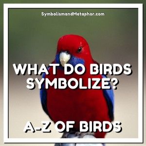 Bird Symbolism & Meanings (A to Z List of Birds) - Dreams, Totems & Spirituality Birds With Meaning, Bird Meanings Symbols, Birds And Their Meanings, Augury Witch, Bird Symbolism Meaning, Bird Meanings, Birds Symbolism, Bird Symbolism, Bird Meaning