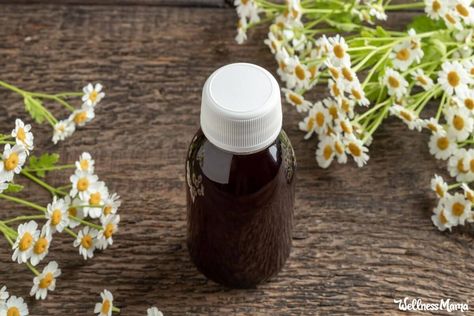 Feverfew Benefits for Fever, Migraines, and More | Wellness Mama Feverfew Benefits, Feverfew Plant, Wellness Mama, Fever Reducer, Essential Oil Plants, Migraine Headaches, Alternative Treatments, Medical Knowledge, Medicinal Herbs