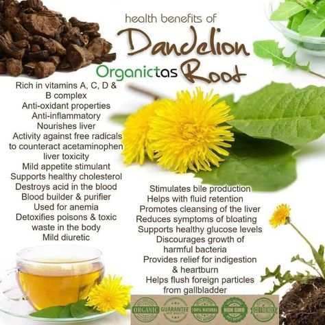 Roasted Dandelion Root Tea, Benefits Of Dandelion, Roasted Dandelion Root, Dandelion Benefits, Dandelion Root Tea, Dandelion Tea, Farm Plans, Hip Flexor Stretch, Dandelion Root