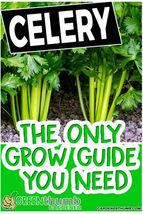 Celery Planting How To Grow, Growing Celery In Garden, Growing Vegetables In Raised Beds, How To Plant Celery, Growing Celery From Stalk, How To Grow Celery From Seed, Growing Celery From Seed, How To Grow Celery Plants, Growing Celery From Scraps