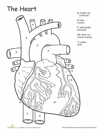 Worksheets: Awesome Anatomy: If I Only Had a Heart! Anatomy Coloring, Human Body Worksheets, Human Body Science, Anatomy Coloring Book, Human Body Unit, The Human Heart, Heart Anatomy, 6th Grade Science, Human Body Systems