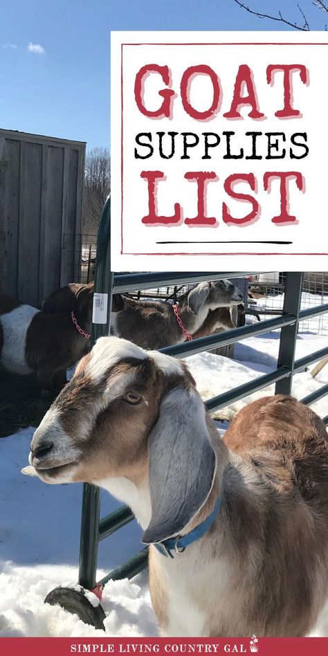 Feeling overwhelmed by goat care? This must-have basic dairy goat supplies list breaks it down for you. Learn what you need for feeding, housing, and overall goat care. Whether you're new to homesteading or goat farming, this list will help you feel prepared and ready to raise healthy goats! Dairy Goats For Beginners, Caring For Goats, Goat House Ideas, Goat Farming Ideas, Goat Shelter Ideas, Goat Supplies, Goat Housing, Trimming Goat Hooves, Goat Shelters