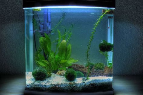 Best 5 Gallon Fish Tank: Buyer’s Guide, Stocking Suggestions and More… 5 Gallon Fish Tank, 3 Gallon Fish Tank, Planted Betta Tank, 5 Gallon Aquarium, Fish Tank Ideas, Snail Tank, Ghost Shrimp, Acrylic Aquarium, Fish Tank Decor