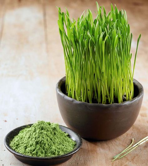 Wheatgrass powder is one of the best superfoods'. But, what makes it more "super" than remaining? Know benefits of wheatgrass powder to find out the reason Benefits Of Wheatgrass Powder, Wheat Grass Benefits, Wheat Grass Powder, Wheatgrass Benefits, Juicing Recipes For Beginners, Superfood Powders, Wheatgrass Juice, Beetroot Benefits, Wheatgrass Powder