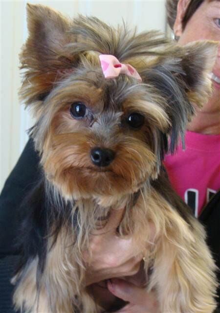 Yorkie Haircuts Pictures - Coolest Yorkshire Terrier Haircuts Girl Yorkie Haircut, Yorkie Hairstyles Girl, Yorkie Haircut, Miniature Yorkshire Terrier, Yorkshire Terrier Grooming, Yorkie Cuts, Yorkie Hairstyles, Yorkie Haircuts, Yorkshire Terrier Haircut