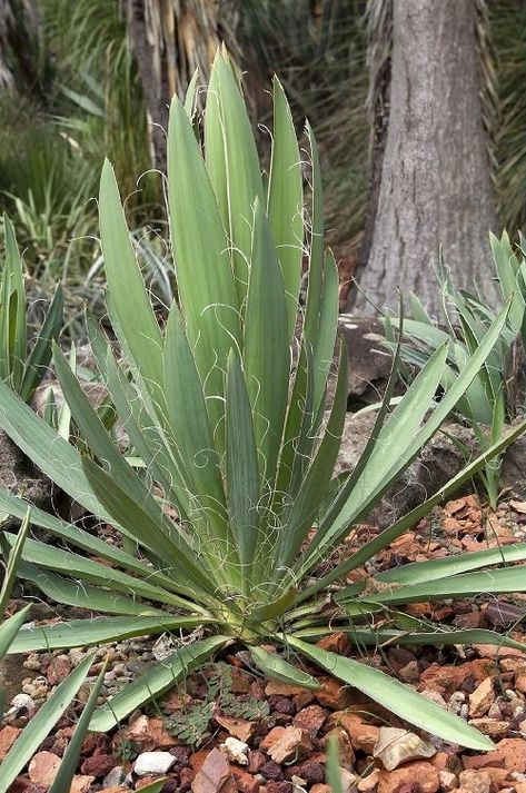 Yukka Plant Outdoor, Yucca Landscaping, Yucca Plant Landscaping, Yukka Plant, Yucca Plant Care, Tall Cactus Plants, Yucca Gloriosa, Tall Succulents, Desert Shade