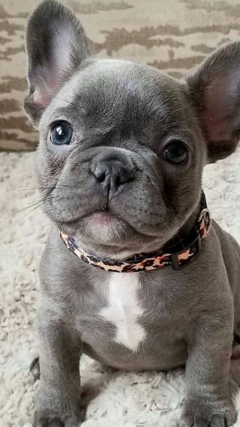 Blue French Bulldog Puppies, French Bulldog Funny, Cute French Bulldog, French Bulldog Puppy, French Bulldog Puppies, Cute Dogs And Puppies, Welsh Corgi, Bulldog Puppies