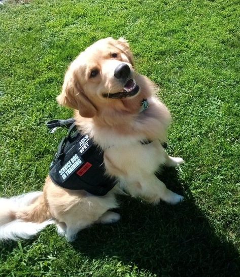 Baileys loveing life Service Dog Photoshoot, Service Dog Golden Retriever, Billy Showalter, Golden Retriever Service Dog, U Can Do It, Service Dogs Breeds, Photography Reference, Service Dogs Gear, Service Dog Training