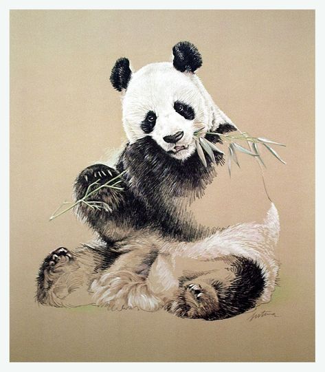 Panda Drawing Panda Realistic Drawing, Panda Pencil Drawing, Panda Sketch, Cute Tattoo Ideas, Panda Day, Bear Sketch, Panda Tattoo, Panda Drawing, Cute Tattoo