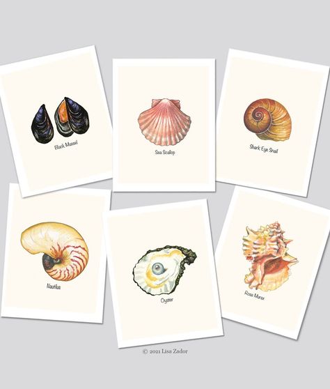 Gone Fishing Cards, Seashell Cards, Retro Fishing, Types Of Shells, Holiday Hostess Gifts, Vintage Fishing Lures, Seashell Print, Seashell Ornaments, Fishing Cards