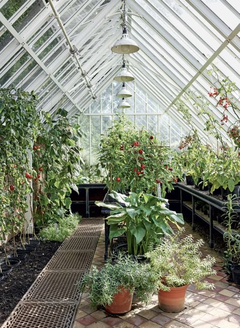 Chrissie Rucker, Modern Planting, Hydrangea Arborescens Annabelle, Hornbeam Hedge, Smooth Hydrangea, Vinyl Vintage, Hydrangea Arborescens, Build A Greenhouse, South East England