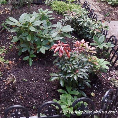 Japanese Pieris, Shade Loving Shrubs, Pieris Japonica, Plants Under Trees, Evergreen Bush, Shade Shrubs, Full Sun Plants, Perennial Flowers, Perennial Border