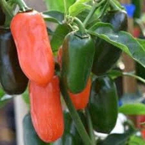 Numex Pumpkin Spice New Mexico Chile Pepper Premium Seed Packet Growing Jalapenos, Jalapeno Plant, Ghost Chili, Chilli Seeds, Bhut Jolokia, Hot Pepper Seeds, Ghost Pepper, Carolina Reaper, Dried Peppers