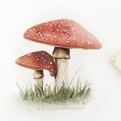 Mushroom Drawing Watercolor, Watercolor Mushroom Tutorial, Mushroom Watercolor Paintings, Watercolor Mushroom Painting, Forest Watercolor Painting, Mushroom Watercolor, Wonder Forest, Watercolor Mushroom, Mushroom Paint