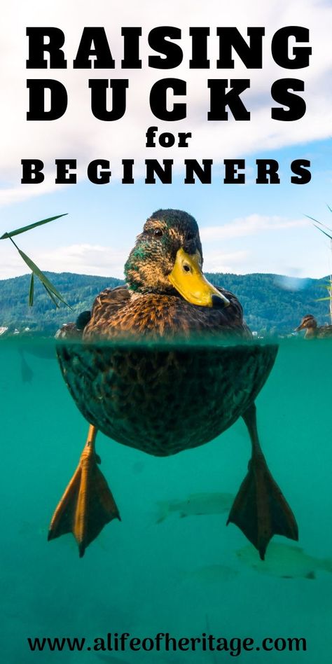 Raising ducks for beginners will walk you through everything you need to raise healthy ducks. It will cover duck housing needs, what to feed ducks, what breed of duck to choose, how many drakes to hens is needed and much more! Duck Care 101, Duck Supplies, Duck House Ideas Backyards, Raise Ducks For Beginners, Owning Ducks For Beginners, How To Raise Ducks For Eggs, What To Feed Ducks, How To Take Care Of Ducklings, Hatching Duck Eggs