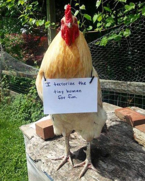 Funny-Chicken-Shaming-Farm-Life Chicken Shaming, Animal Shaming, Chicken Pictures, Building A Chicken Coop, Dog Shaming, Chickens And Roosters, Chicken Humor, House Building, Pet Chickens