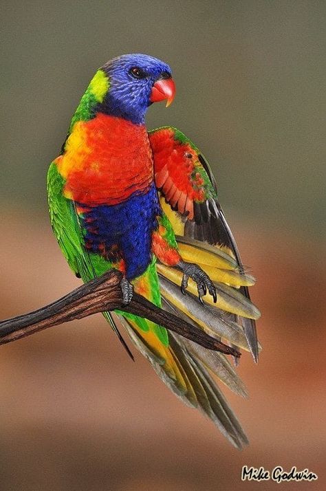 Rainbow Lorikeet, Most Beautiful Birds, Kinds Of Birds, Parakeets, Australian Birds, Colorful Bird, New Caledonia, Australian Animals, New Guinea