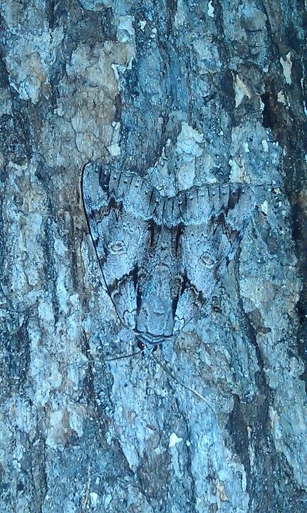 Moth...camouflage!