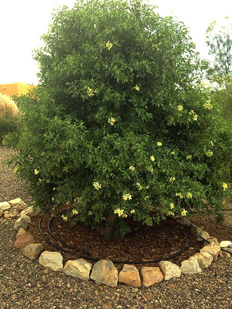 Southwest Style Home, Elder Tree, Garden Centers, Fall Months, Spider Mites, Shade Trees, Southwest Style, Growing Tree, Drought Tolerant