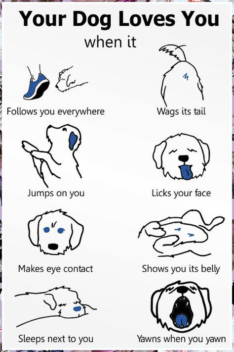 Dog Training - Fantastic! I like them - Visit to See More NOW! Dog Body Language, Dog Remedies, Dog Behavior Problems, Dog Language, Dog Brain, Dog Tips, Dog Facts, Dog Hacks, Puppy Care