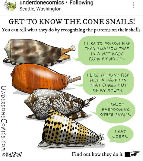 Cone Snail, Venomous Animals, Eating Fish, Shell Pattern, Beginner Painting, Photo Reference, Hunting Fishing, Venom, Google Images